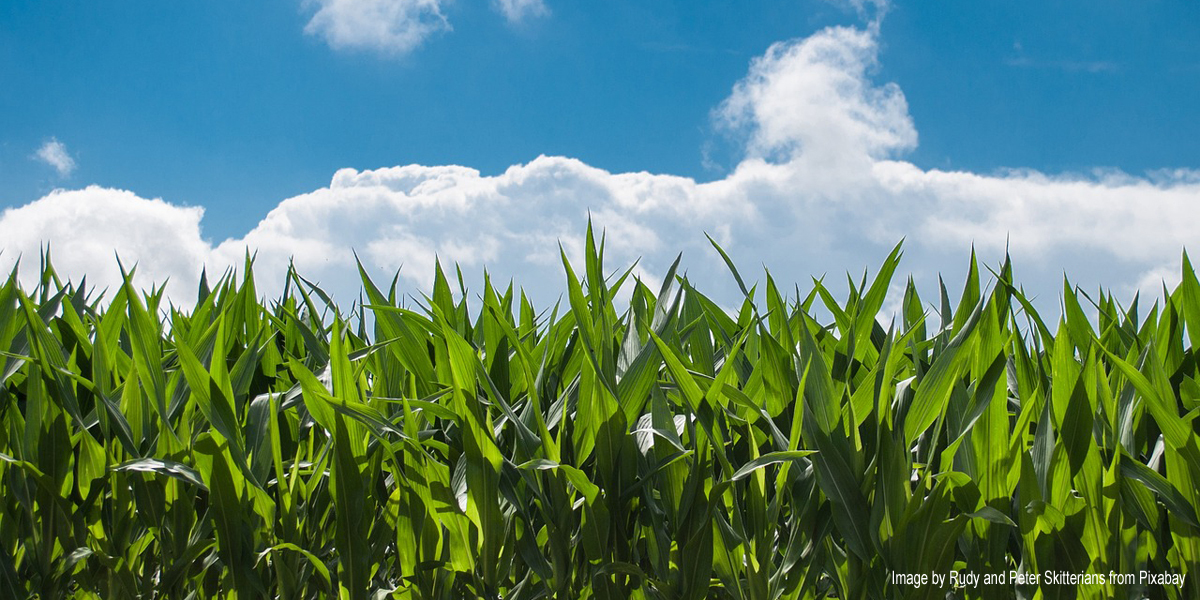 Cornfield