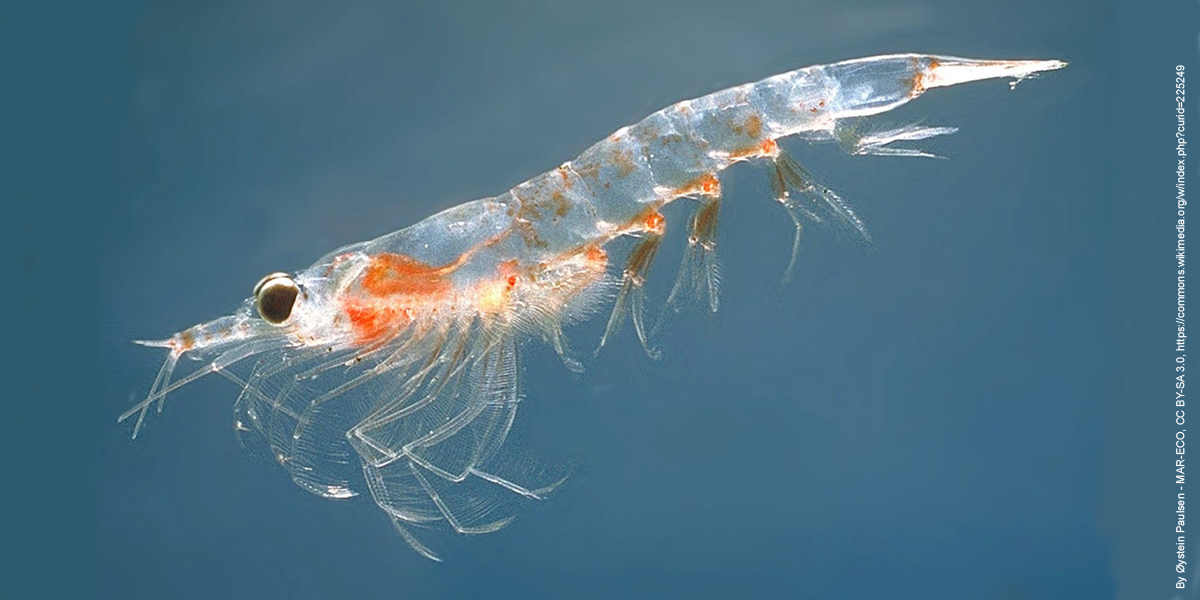 Krill1