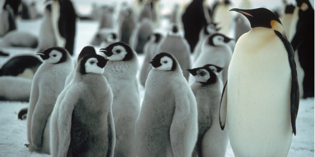 Penguins lead