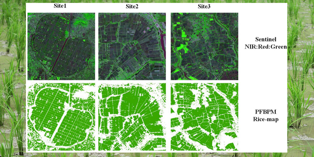 Rice Monitoring 3