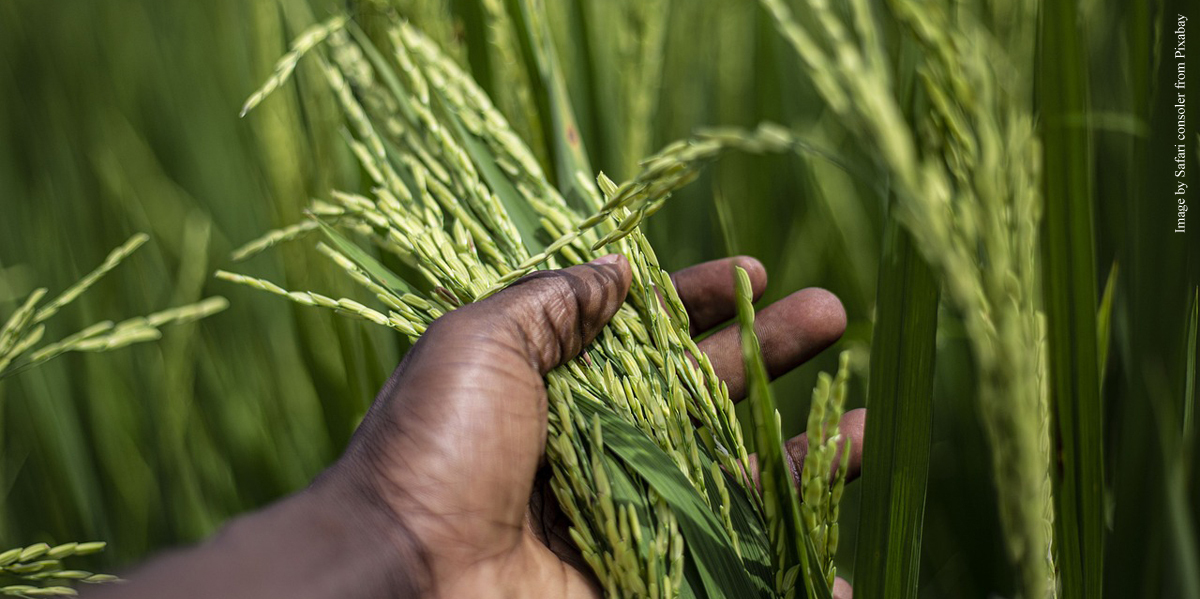 Rice Monitoring LEAD