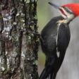 Woodpecker thumbnail
