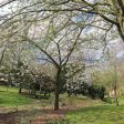 Bluesky National Tree Map Helps Daventry Plan Ground Maintenance (from import)