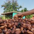 Space tech set to help combat cocoa-fuelled deforestation (from import)
