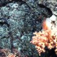 Marine scientists chart North Atlantic deep-sea coral reefs (from import)