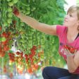 Maxoptra Helps The Tomato Stall Deliver Fresh Produce Across UK (from import)