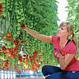 Maxoptra Helps The Tomato Stall Deliver Fresh Produce Across UK (from import)
