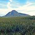 QuestUAV Agri helps increase lifetime of world’s largest pineapple plantation (from import)