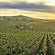 Satellite imagery and AI software for vineyard health in Australia (from import)
