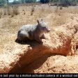 Satellites reveal the underground lifestyle of wombats (from import)