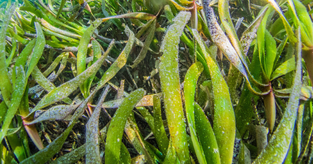 Sentinel-2 data reveal significant seasonal variations in intertidal seagrass