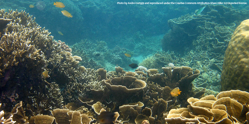 Batangas Reef THUMBNAIL