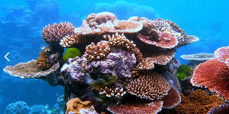 Coral Reefs thumbnail