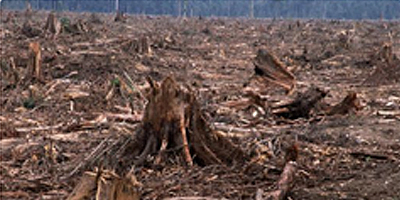 Deforestation thumbnail