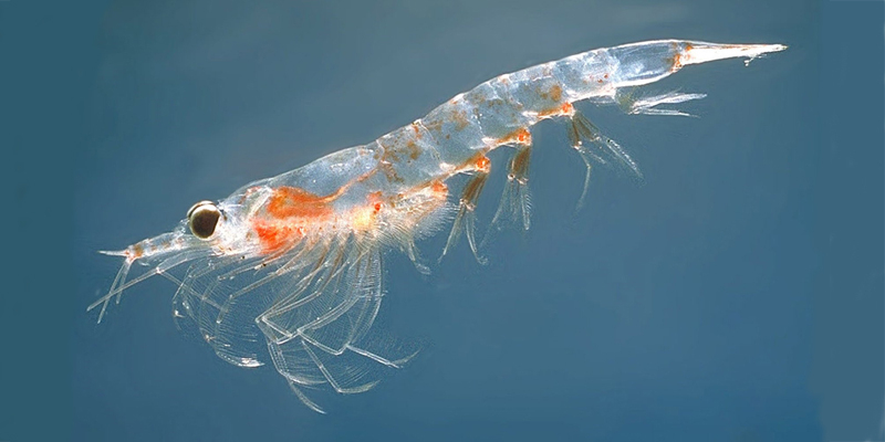 Krill THUMBNAIL