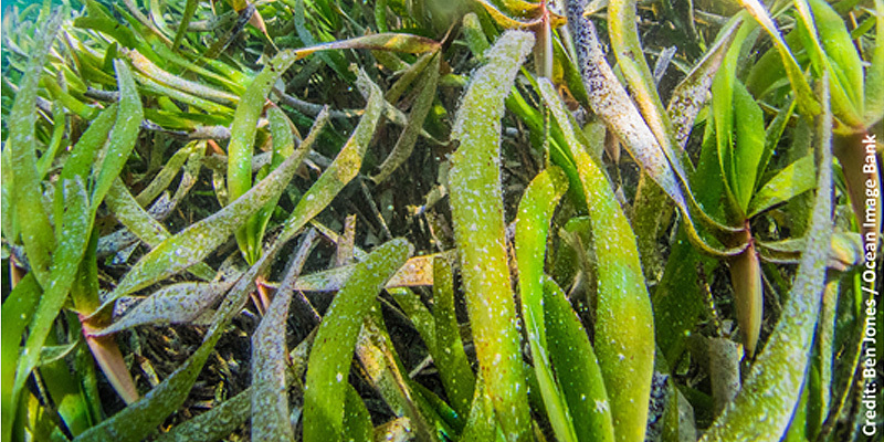 Seagrass thumbnail