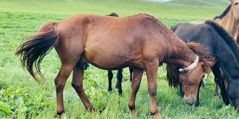 Spotter tracks and monitors free ranging horses across Central Asia 800x400