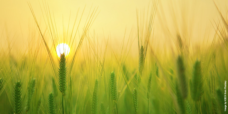 Barley field 1684052 1280 THUMBNAIL