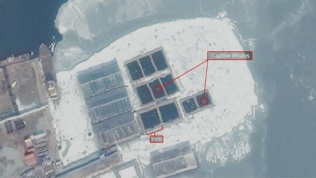 Russia: Satellite Imagery shows whales held captive in Srednyaya Bay (from import)