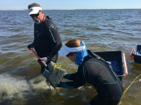 CSA Conducts Seagrass Enhancement Project in North Carolina (from import)
