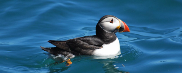 ABPmer reviews fishing impact on seabird MPA features (from import)