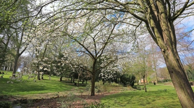 Bluesky National Tree Map Helps Daventry Plan Ground Maintenance (from import)