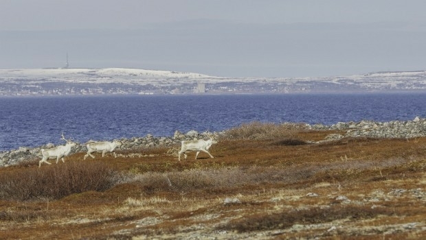 Globalstar IoT Solution Protects Norway Reindeer from Train Collisions (from import)