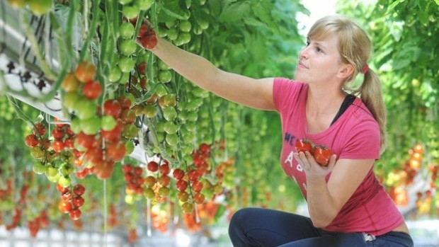 Maxoptra Helps The Tomato Stall Deliver Fresh Produce Across UK (from import)