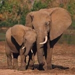 Combat Elephant Poaching in Africa with Geospatial Analysis  (from import)