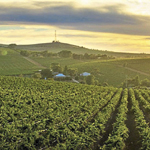 Satellite imagery and AI software for vineyard health in Australia (from import)