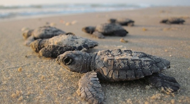 Drones help map turtle nesting sites to assess impact of sea level rise (from import)