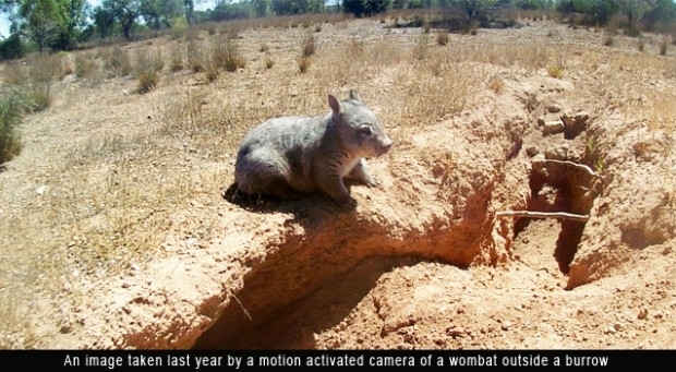 Satellites reveal the underground lifestyle of wombats (from import)