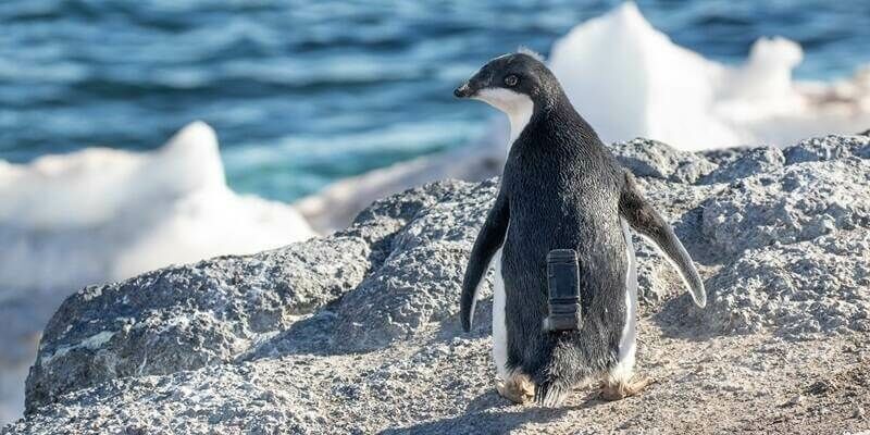Adelie Penguin credit Annie Schmidt 800x400