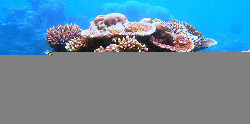 Coral Reefs thumbnail