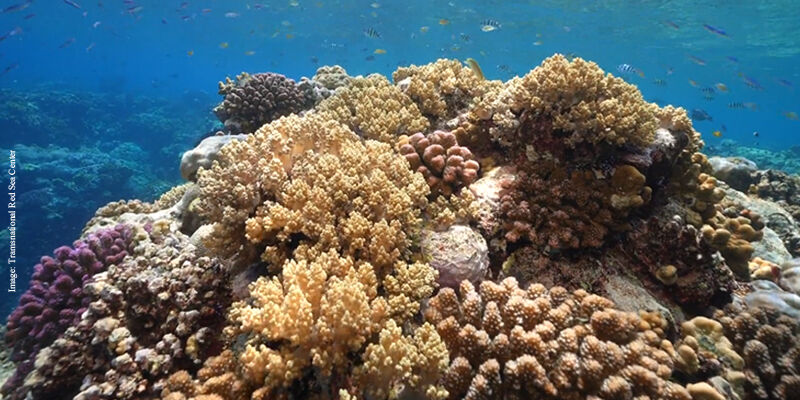 Coral thumbnail