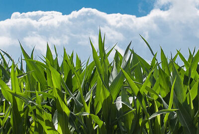 Cornfield thumbnail