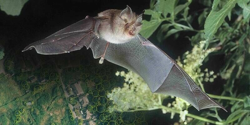 Credit Frank Greenaway Galway Lesser Horeshoe Bat 800x400