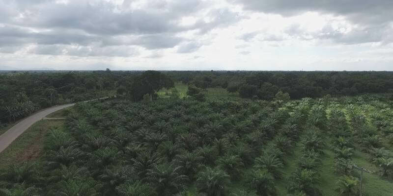 FEMEXPALMA Plantation