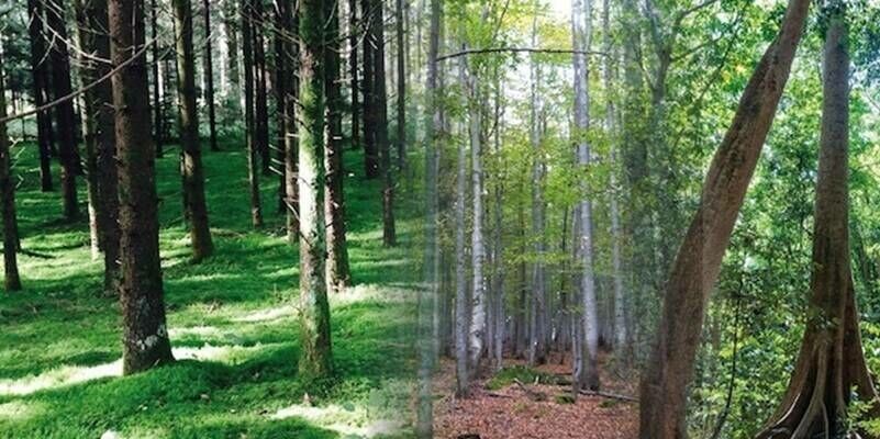 GAF PR World Forest PR 800x400