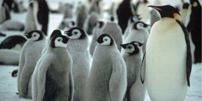 Penguins thumbnail
