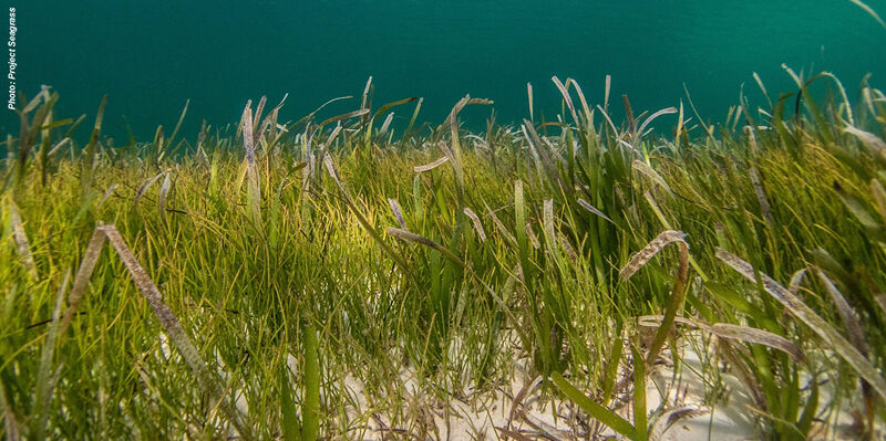 Seagrasslead2 THUMBNAIL
