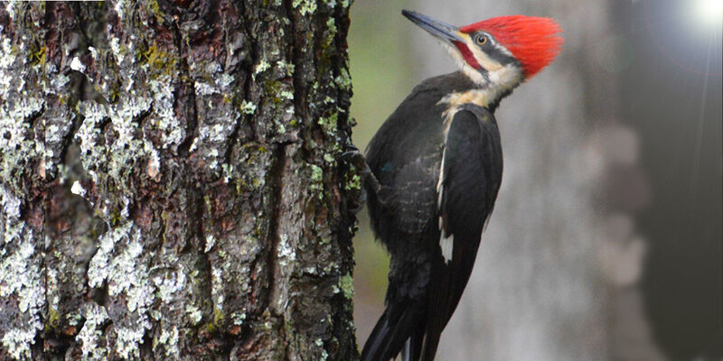 Woodpecker thumbnail