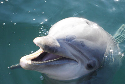 Dolphin thumbnail