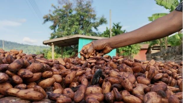 Space tech set to help combat cocoa-fuelled deforestation (from import)
