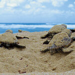 Esri Partners with the Ocean Health Index Team to Release New Ocean Health Data (from import)