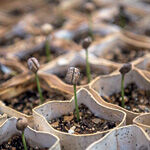 Earth-i & WeatherSafe Provide Insight from Satellites to Burundi Coffee Growers (from import)