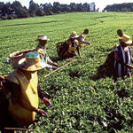 Earth-i receives £2.7 million from UK Government to improve crop yield for African coffee farmers (from import)