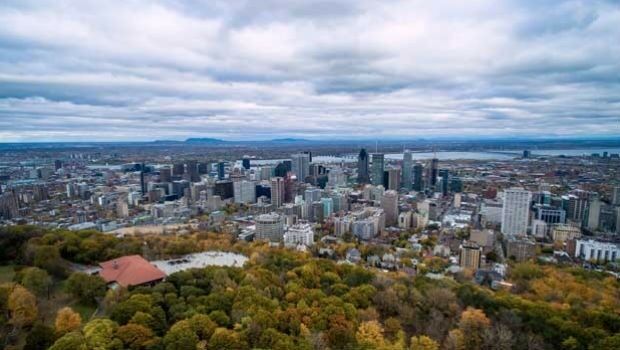 Montreal versus the emerald ash borer (from import)