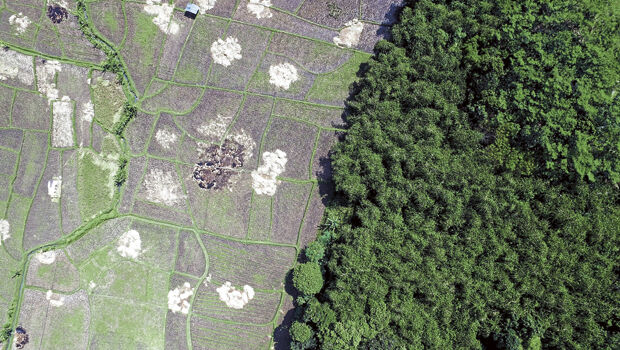 Forests 2020 (from import)