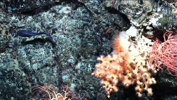Marine scientists chart North Atlantic deep-sea coral reefs (from import)